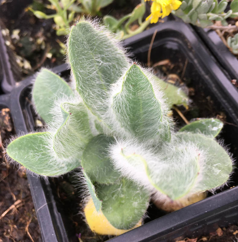 Hieracium villosum photo